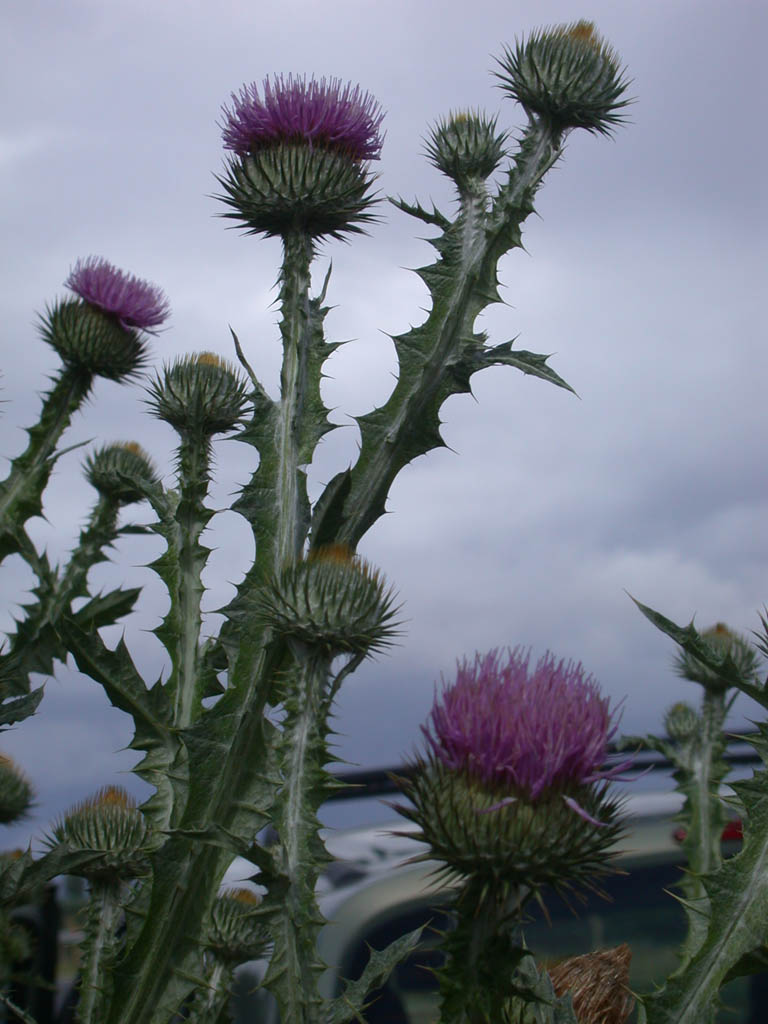 un chardon