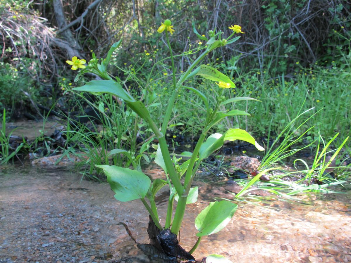 la fleur ressemble à un bouton d'or mais les feuilles sont assez grandes et ne sont pas découpées