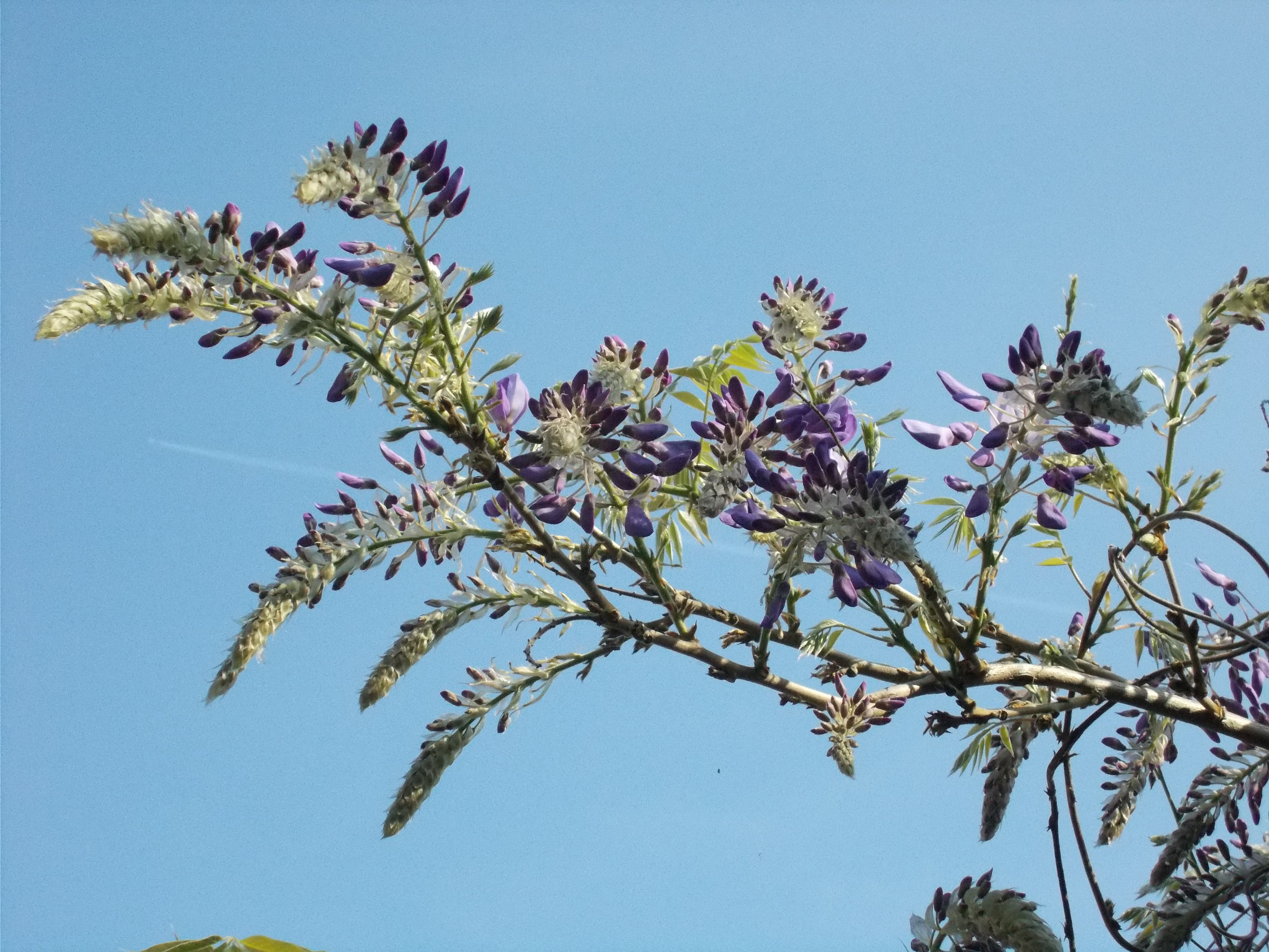 début de floraison d'une glycine vieille de près de 60 ans magnifiques grappes de fleurs violettes sur fond de ciel bleu