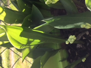 Muguet de mon jardin