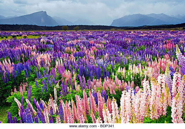 Fleurs multicolores sur une hampe conique.