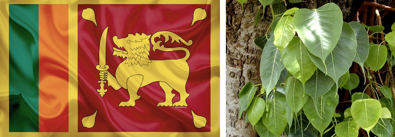 Figuier Pipal et drapeau du Sri Lanka