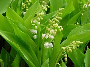 muguet