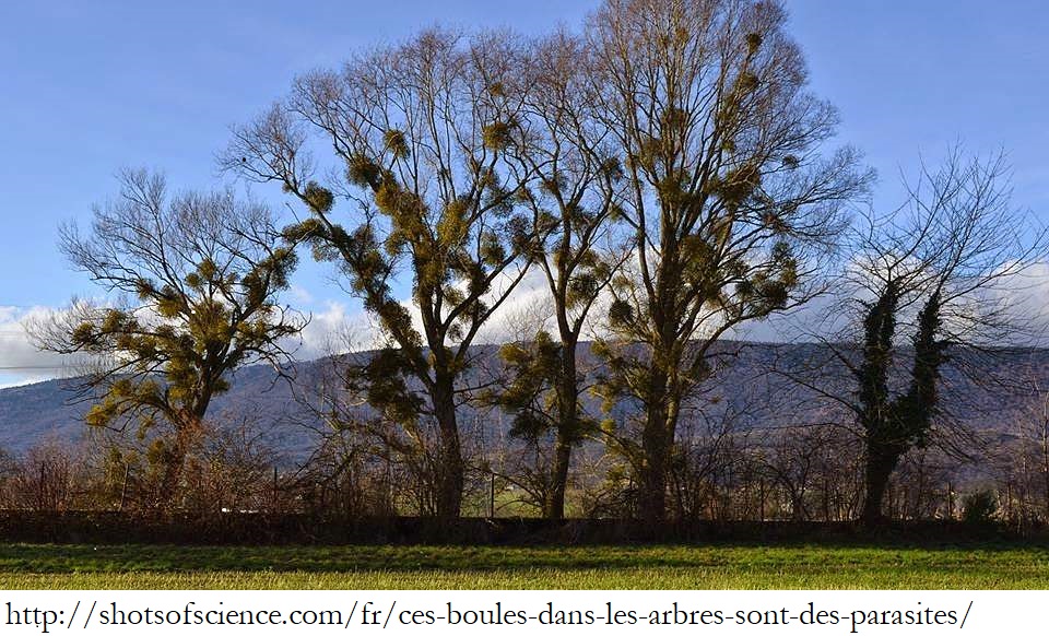 aérienne, toujours verte