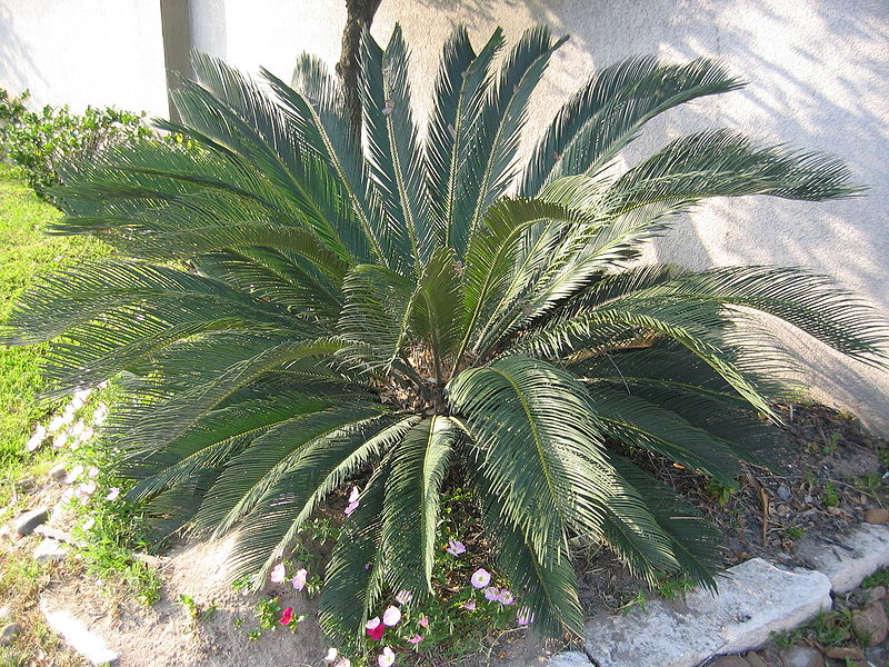 cycas