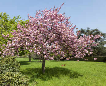 cérisier du japon en fleurs - explosion de fleurs roses