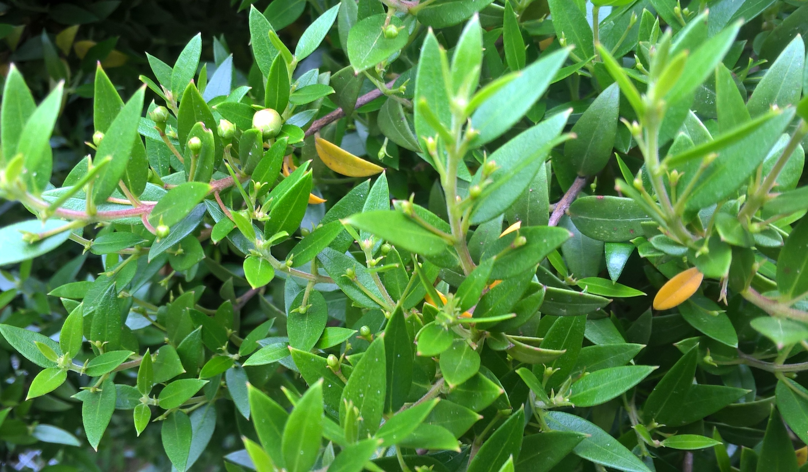 Une partie du buisson de myrte , début de la floraison