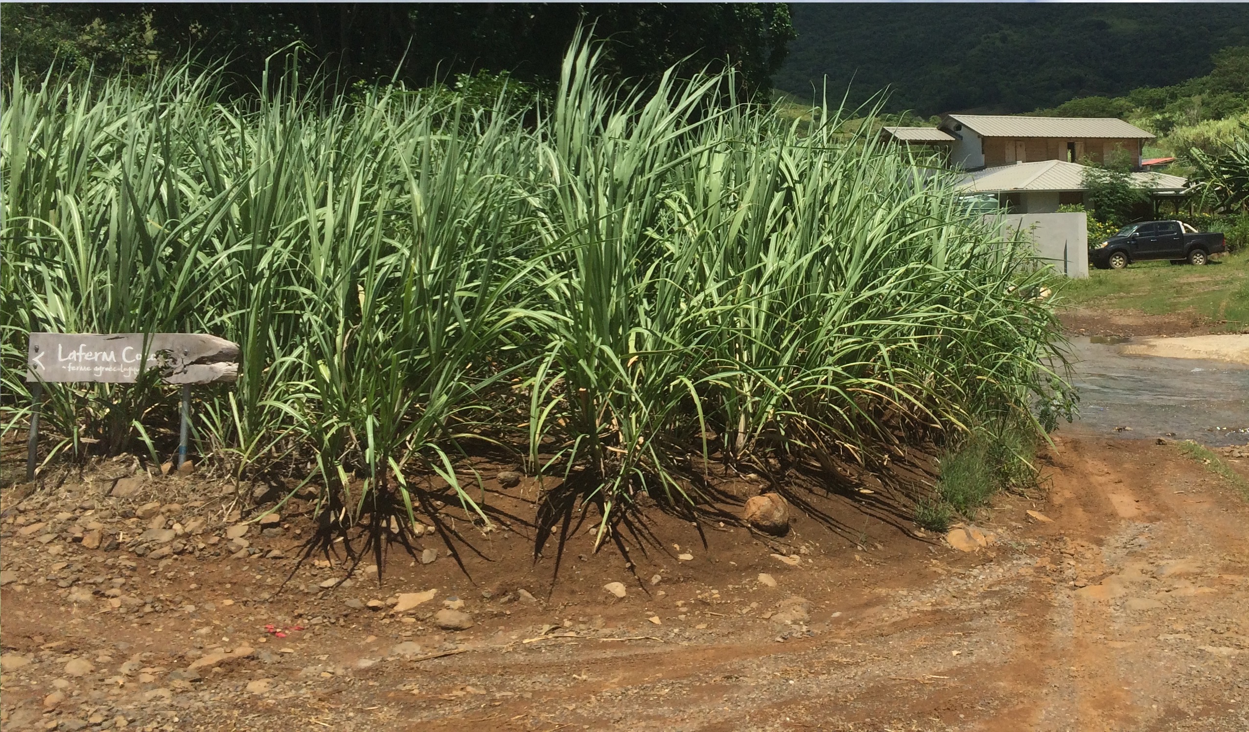 Saccharum officinarum