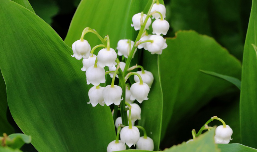 brin de muguet