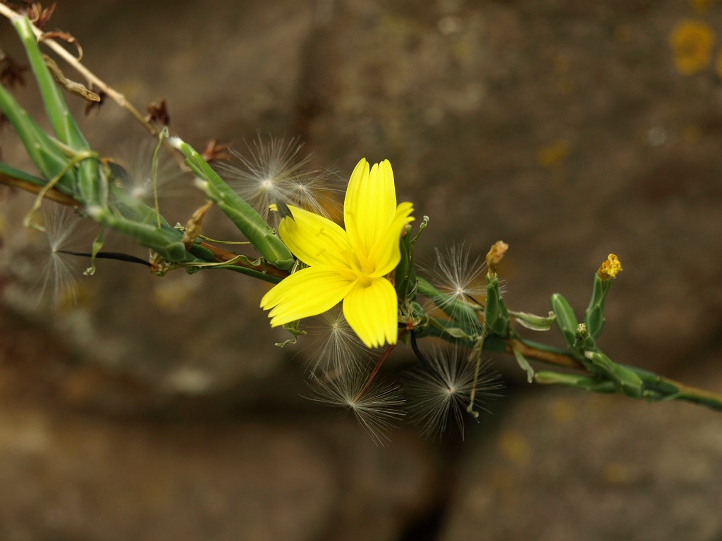 Annexe P8121659R.jpg