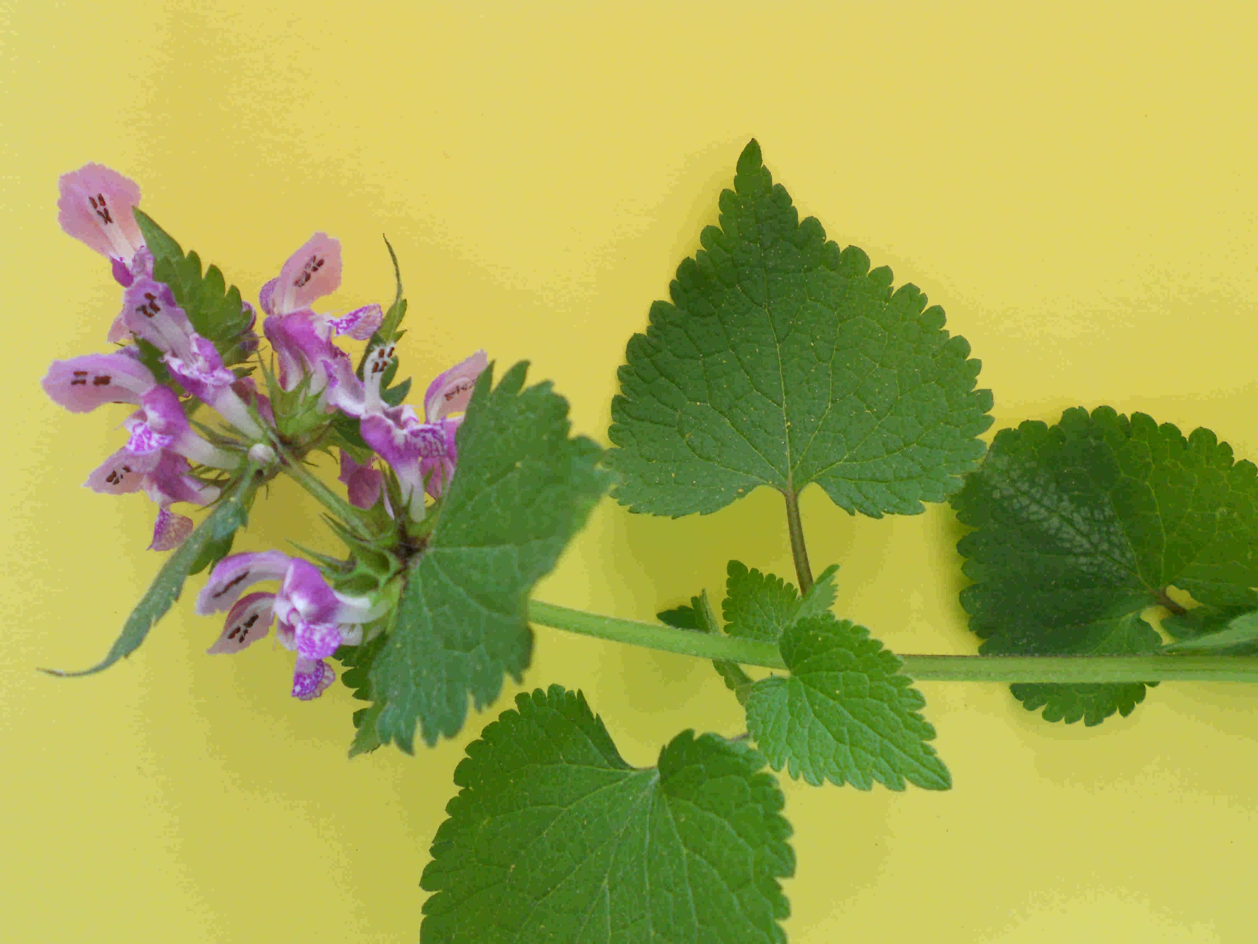 Annexe Labiee-02.jpg