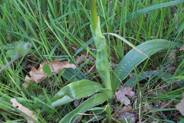 Annexe Orchis mascula IMG_0736.jpg