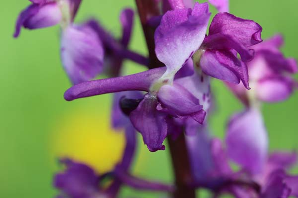 Annexe Orchis mascula IMG_0740.jpg