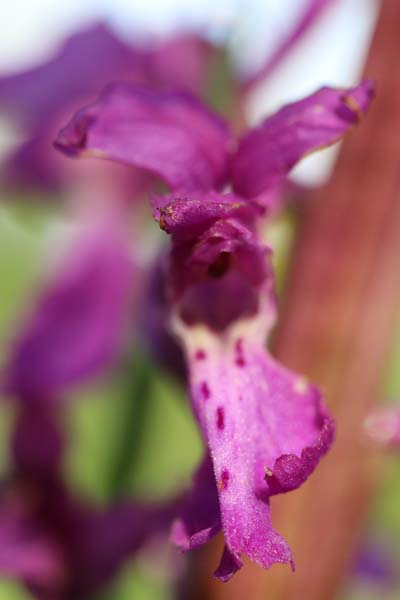 Annexe Orchis mascula IMG_0744.jpg