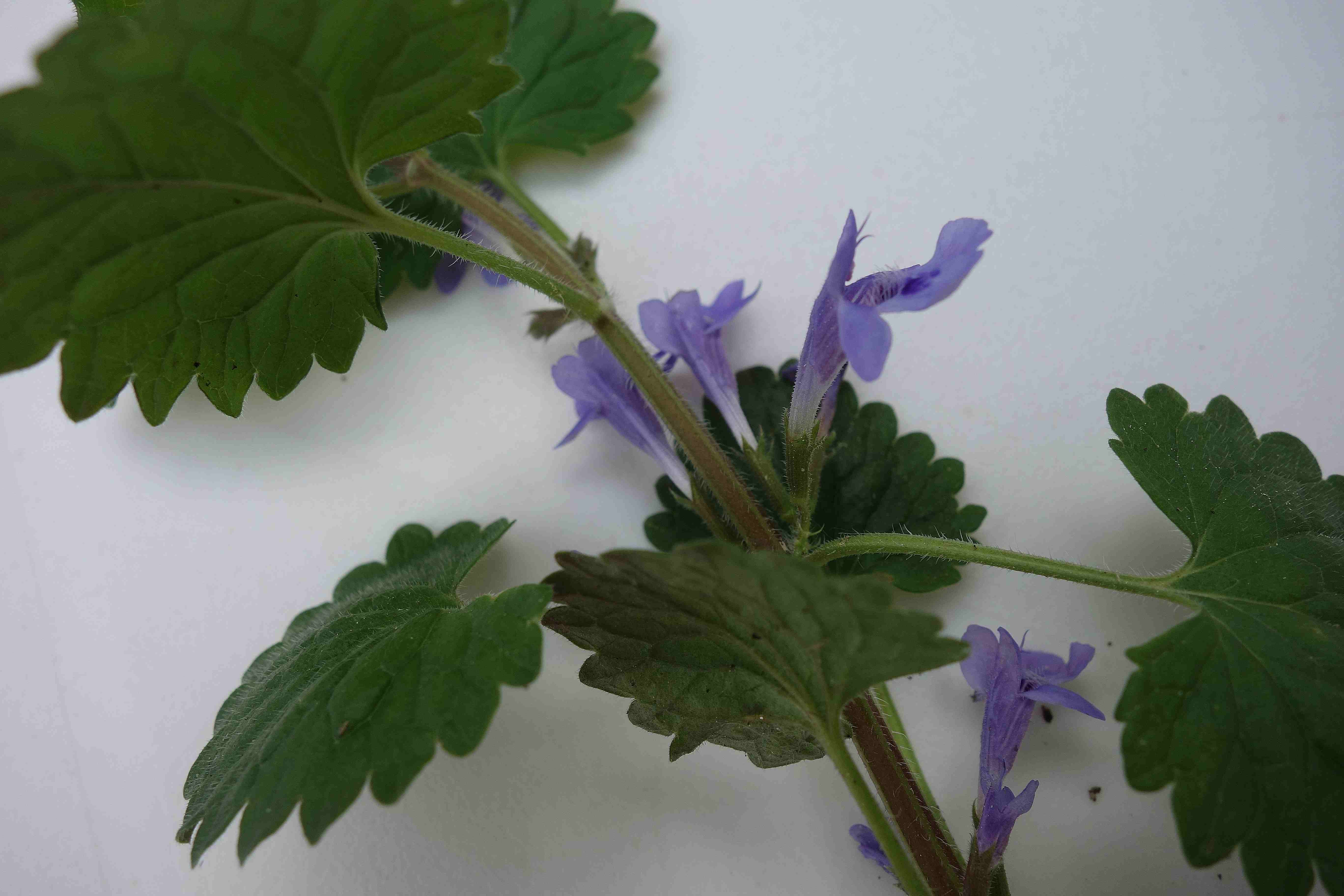 Annexe Gléchoma Faux Lierre 2_01.JPG