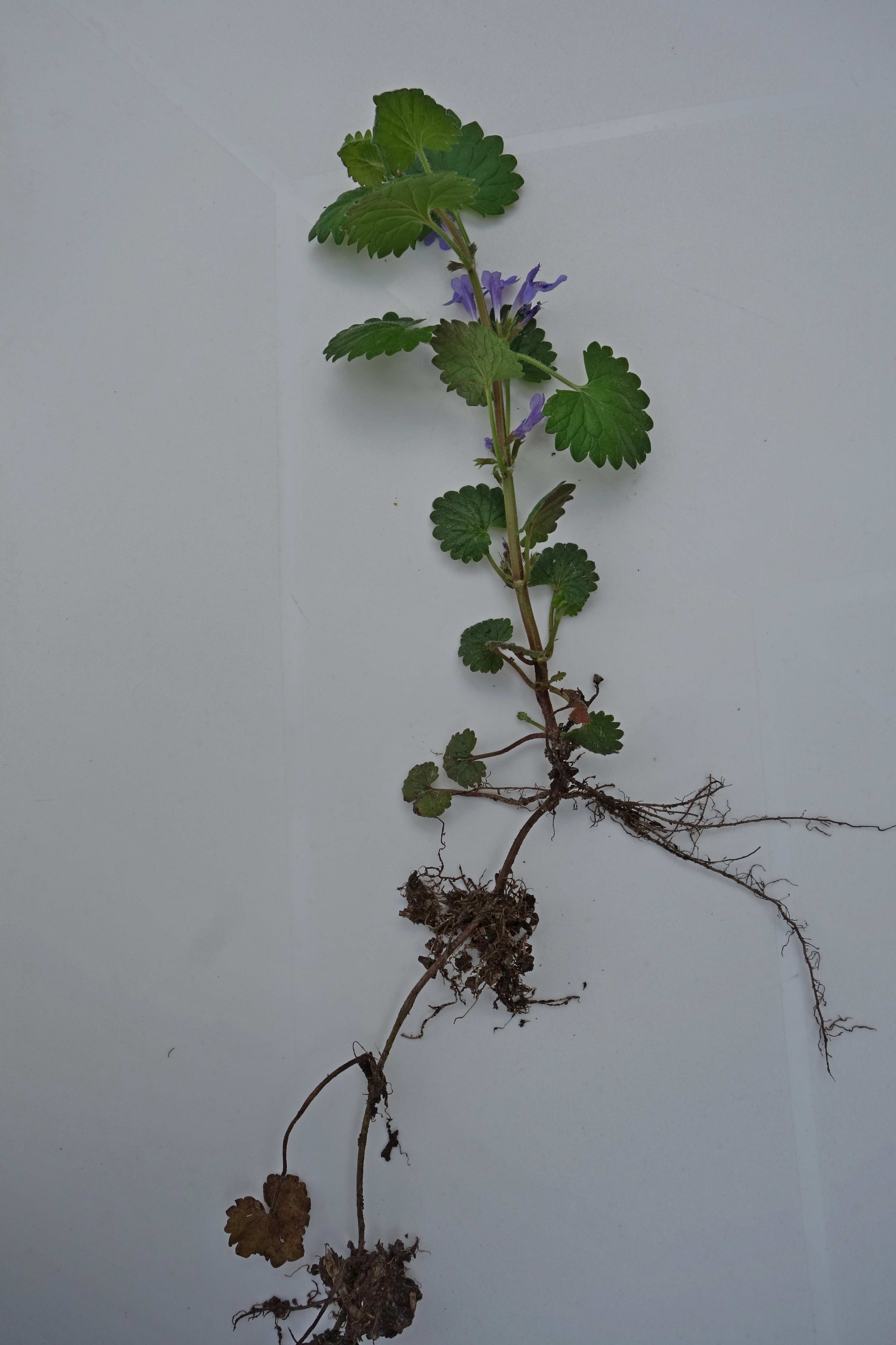 Annexe Gléchoma Faux Lierre_01.JPG