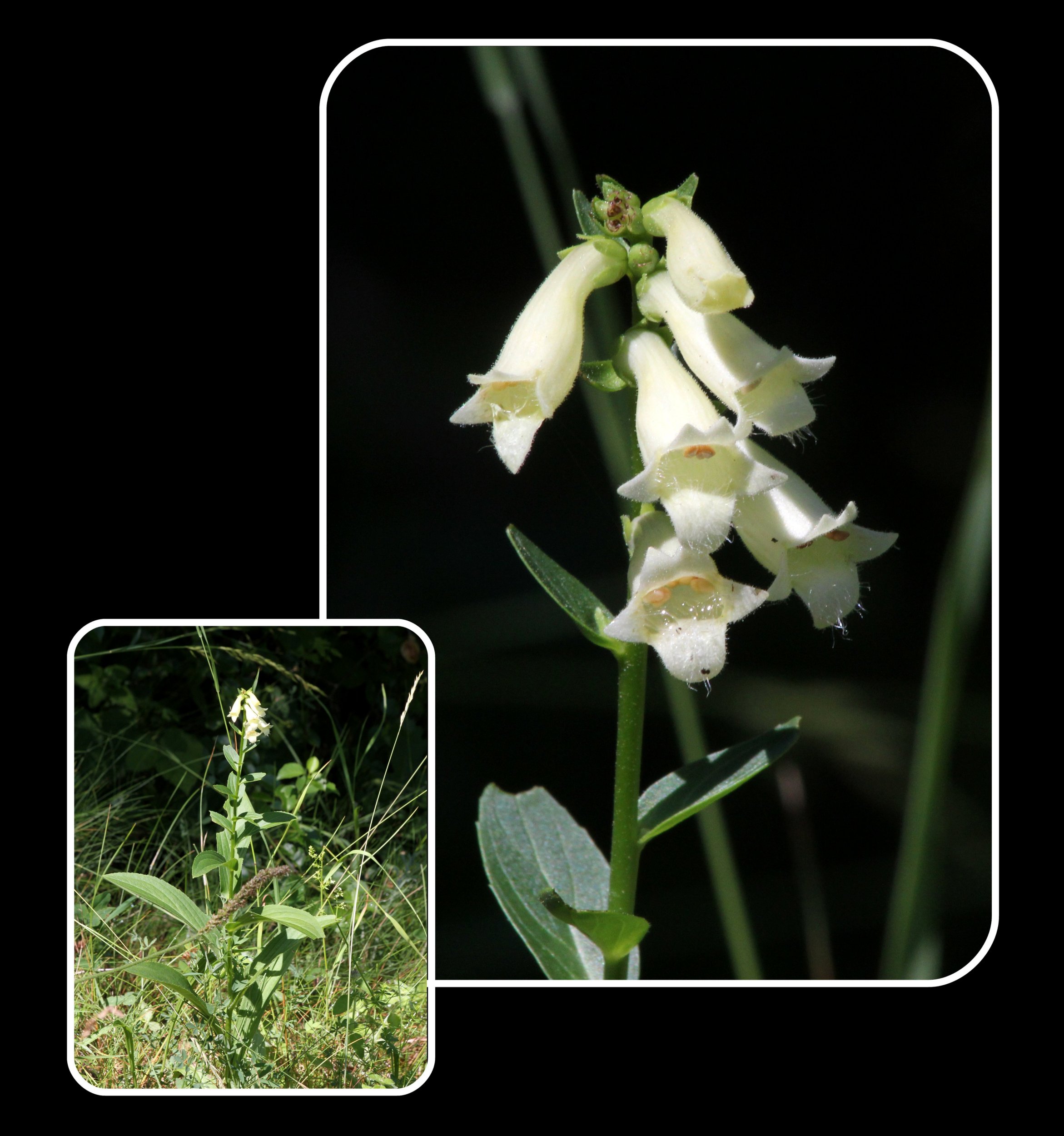 Annexe Digitale jaune Hautes Alpes juillet 2017.jpg