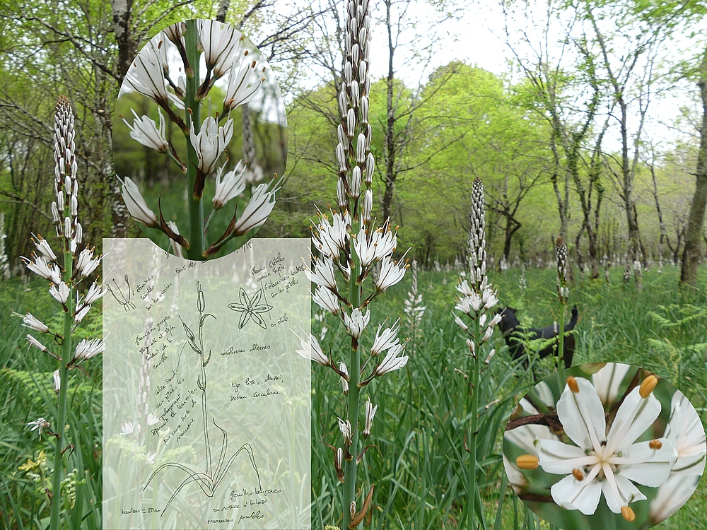 Annexe Asphodele-2.jpg