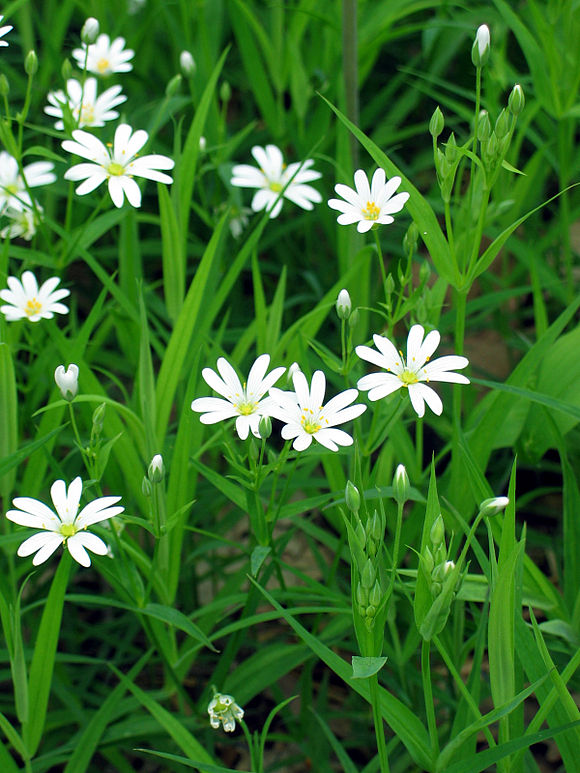 Annexe 580px-Stellaria_holostea002.jpg