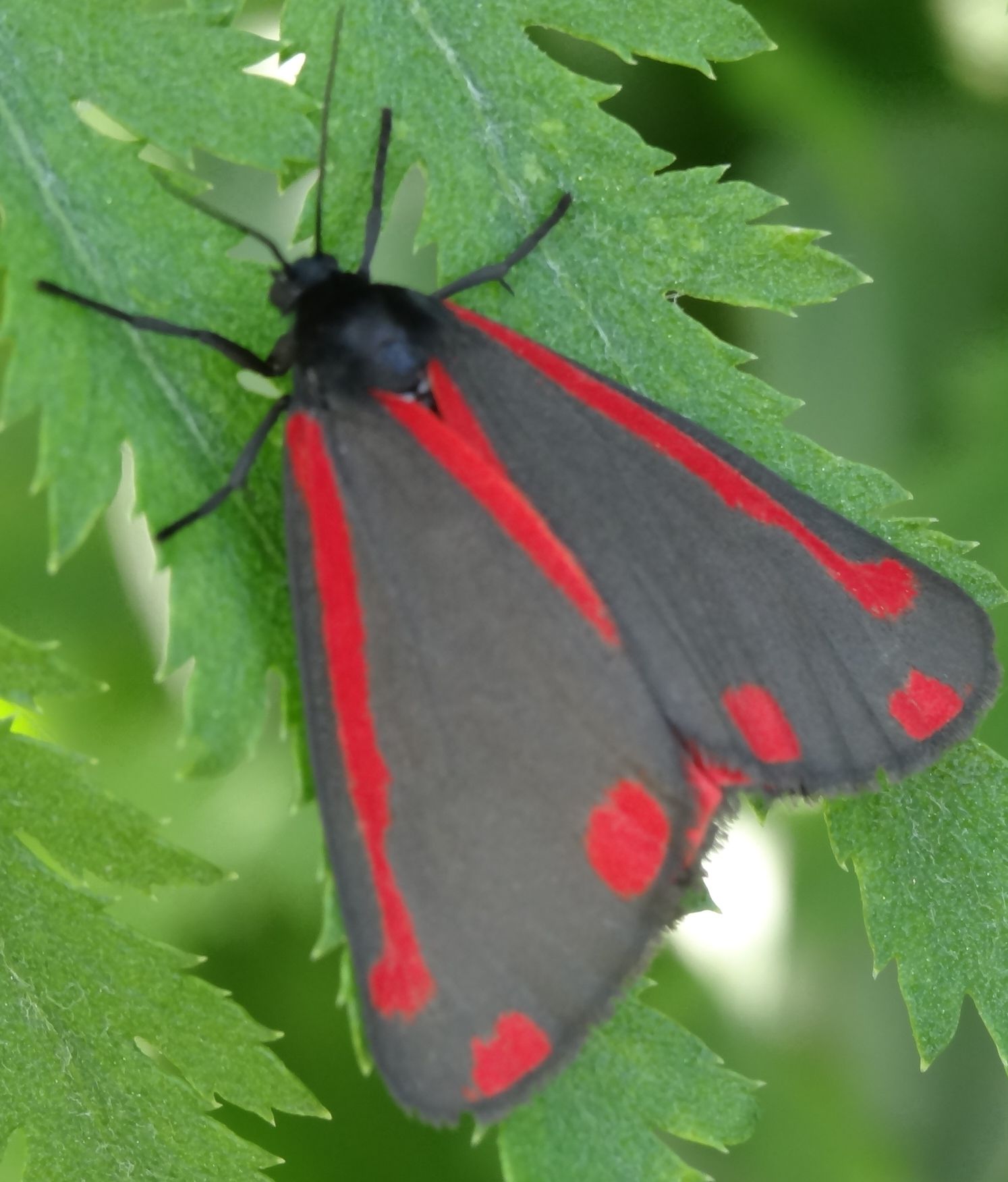 Annexe Tyria jacobaeae (2) - Copie.JPG