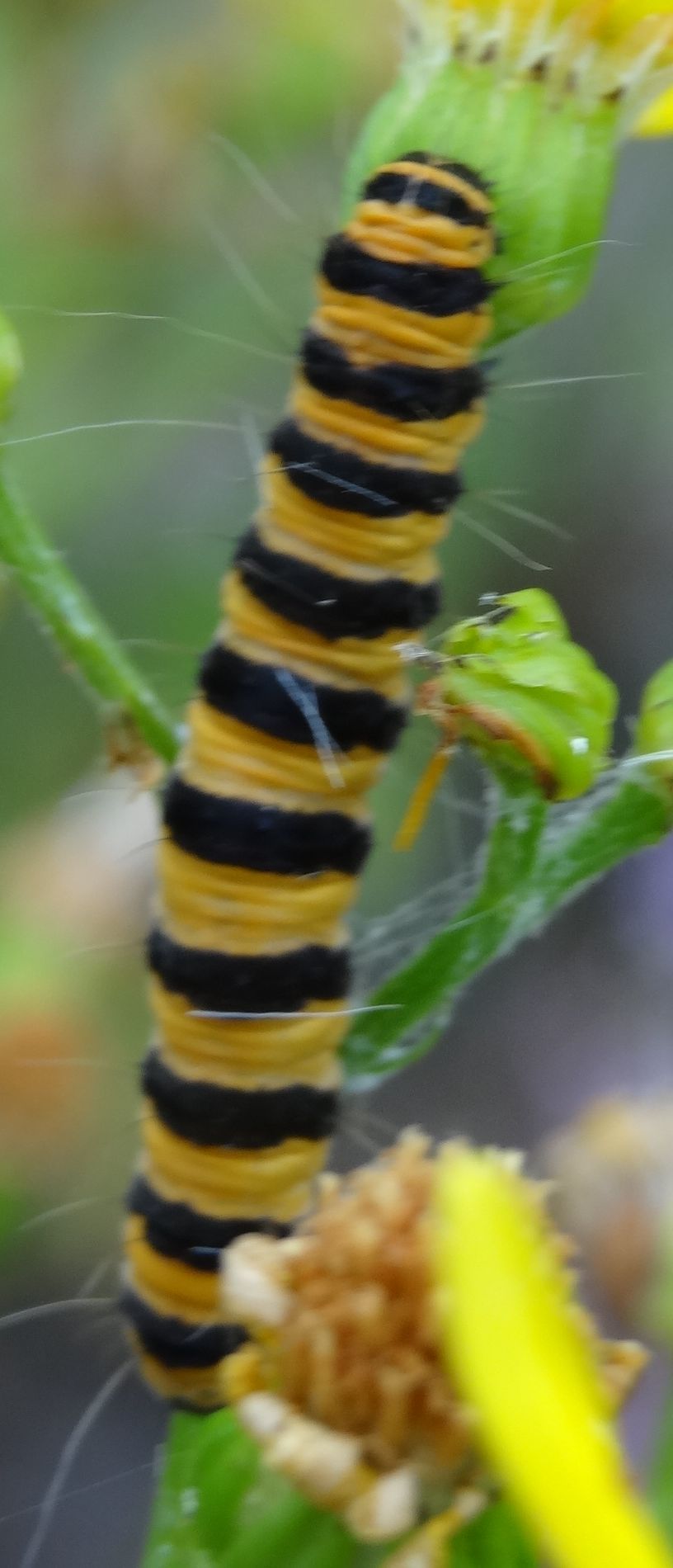 Annexe Tyria jacobaeae - Copie.JPG