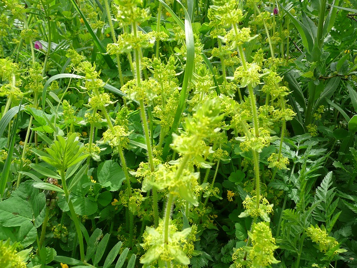 Annexe P1060607gaillet.jpg