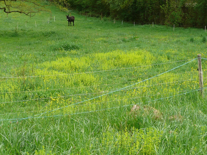 Annexe P1060609 gaillet.jpg