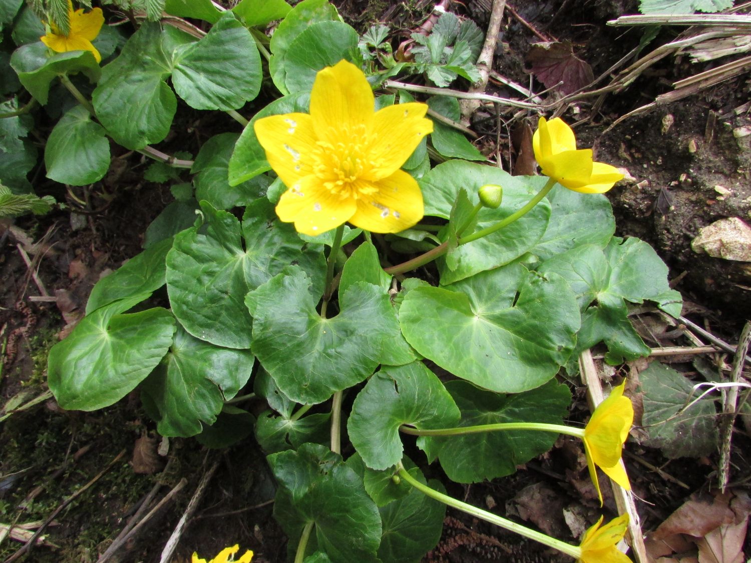 Annexe 2-Fleur isolée au sommet.jpg