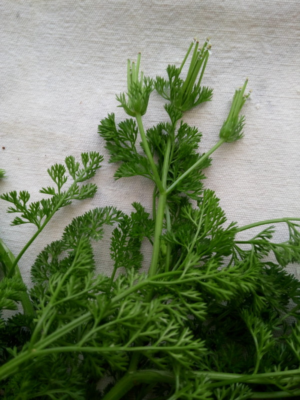 Annexe IMG_20180429_191456.JPG