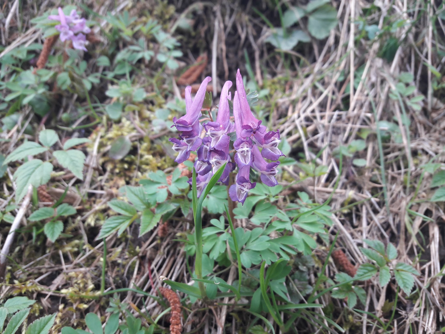 Annexe fleur_inconnue.jpg