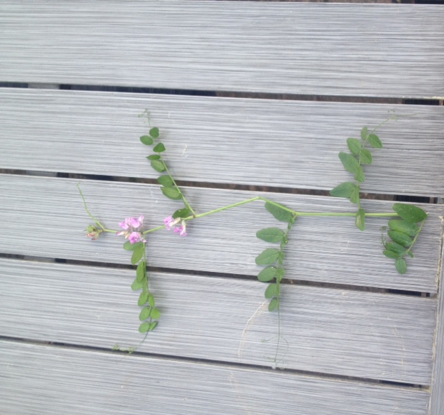 Annexe FullSizeRender.jpg