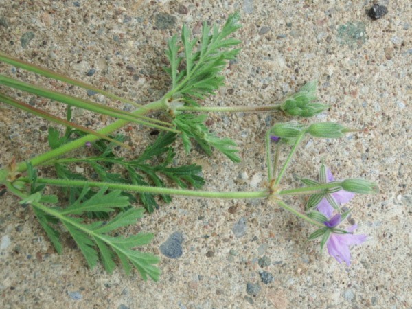 Annexe Bec de Cigogne feuilles.JPG