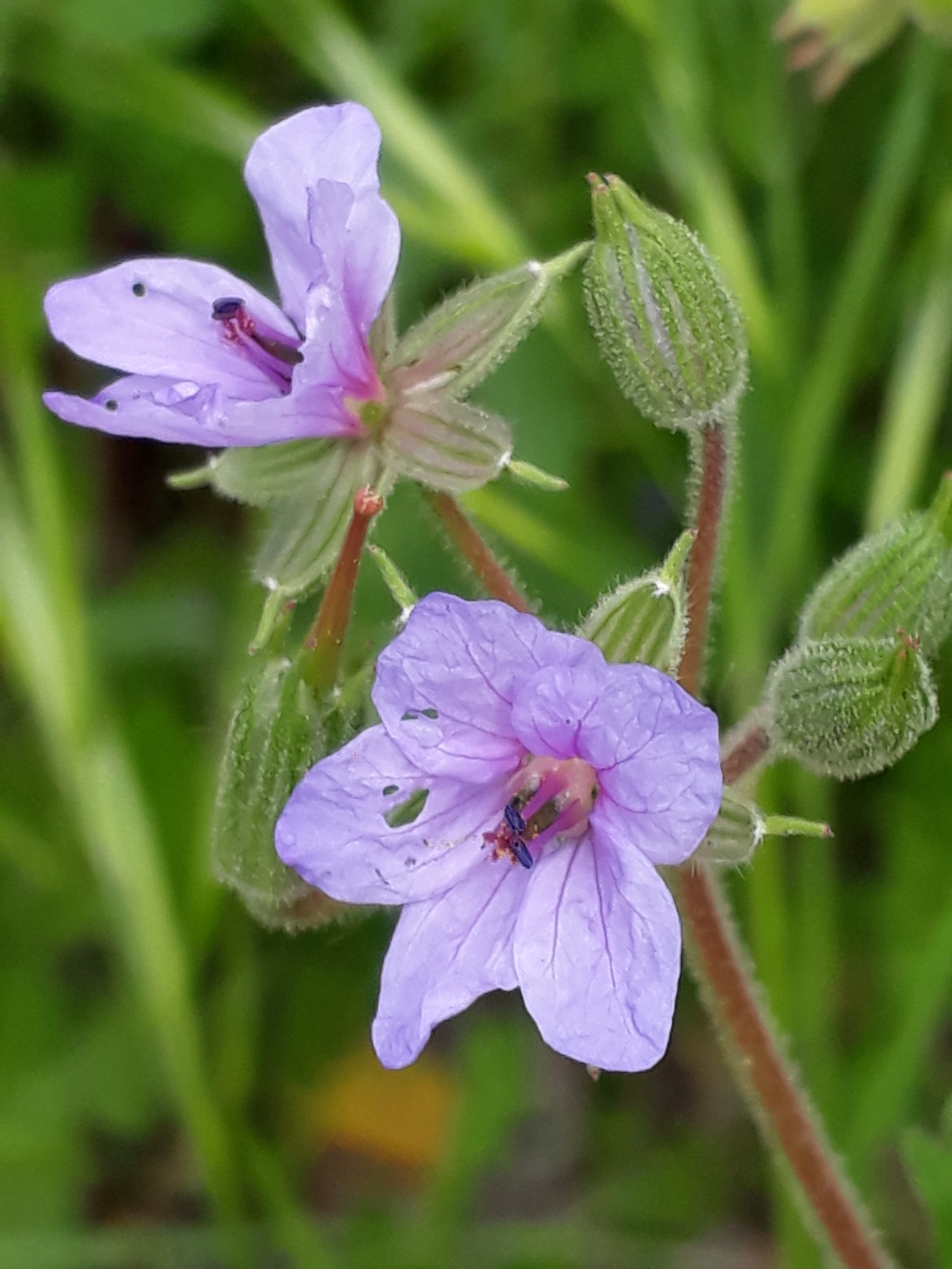 Annexe Fleur dErodium ciconium.jpg