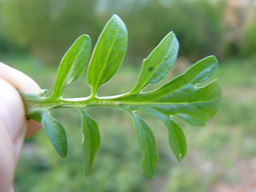 Annexe feuille barbarea vulgaris.JPG