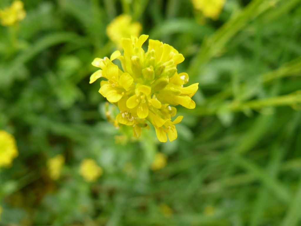 Annexe fleur barbarea vulgaris.JPG