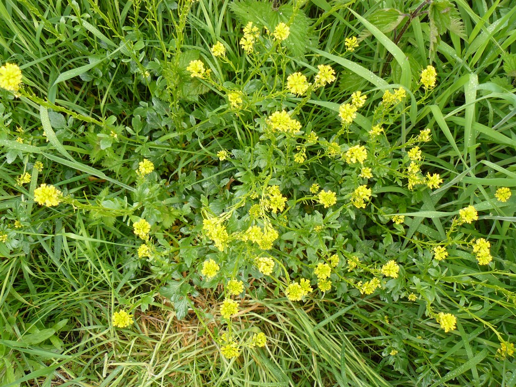 Annexe vue densemble barbarea vulgaris.JPG