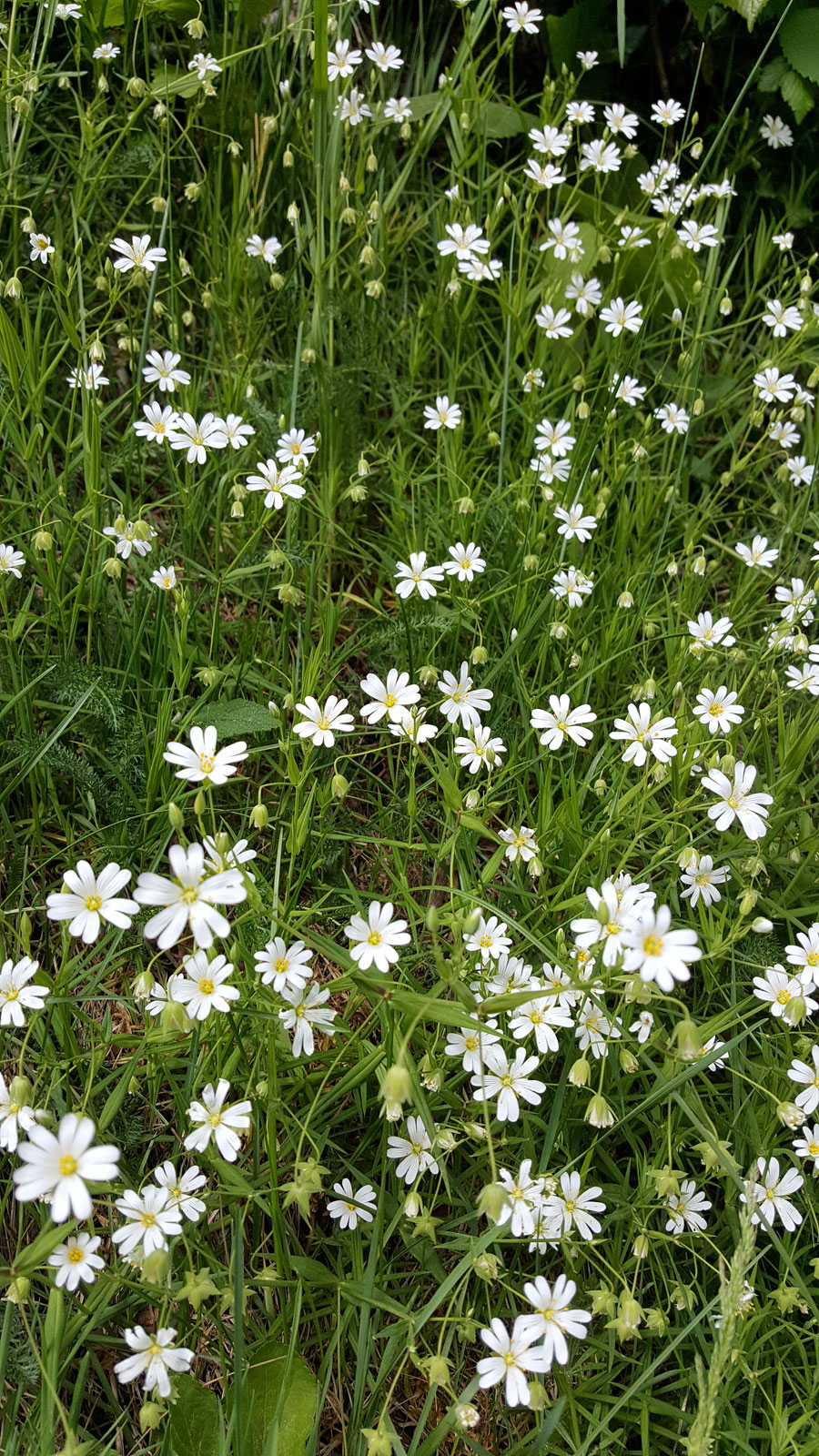 Annexe stellaria-holostea-1.jpg