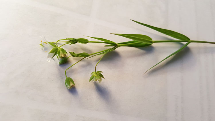 Annexe stellaria-holostea-2.jpg