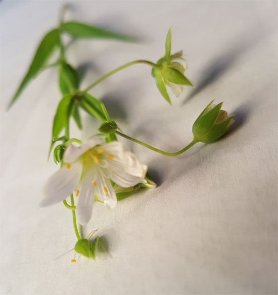 Annexe stellaria-holostea-3.jpg