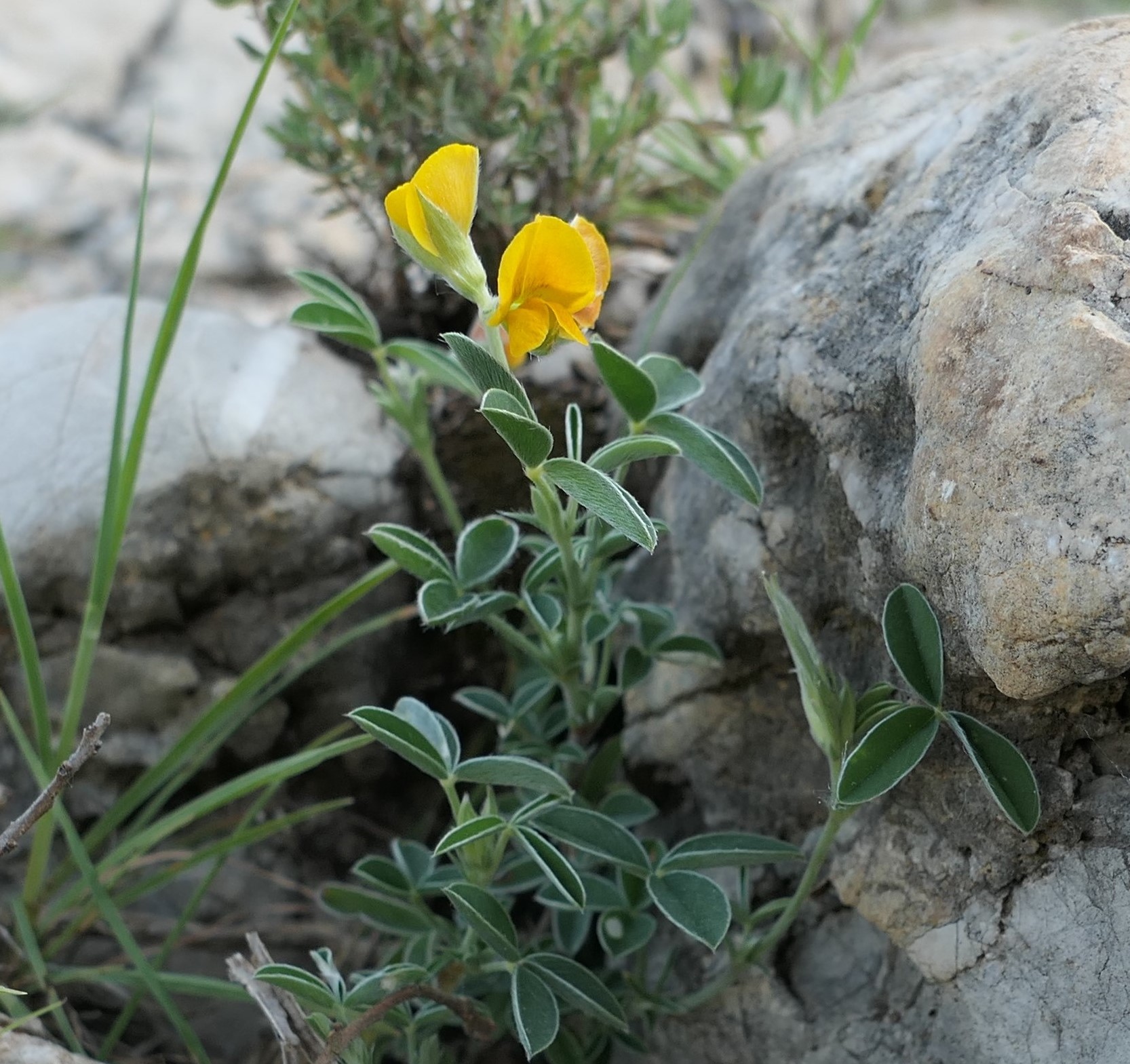 Annexe Argyrolobe de zanon.JPG