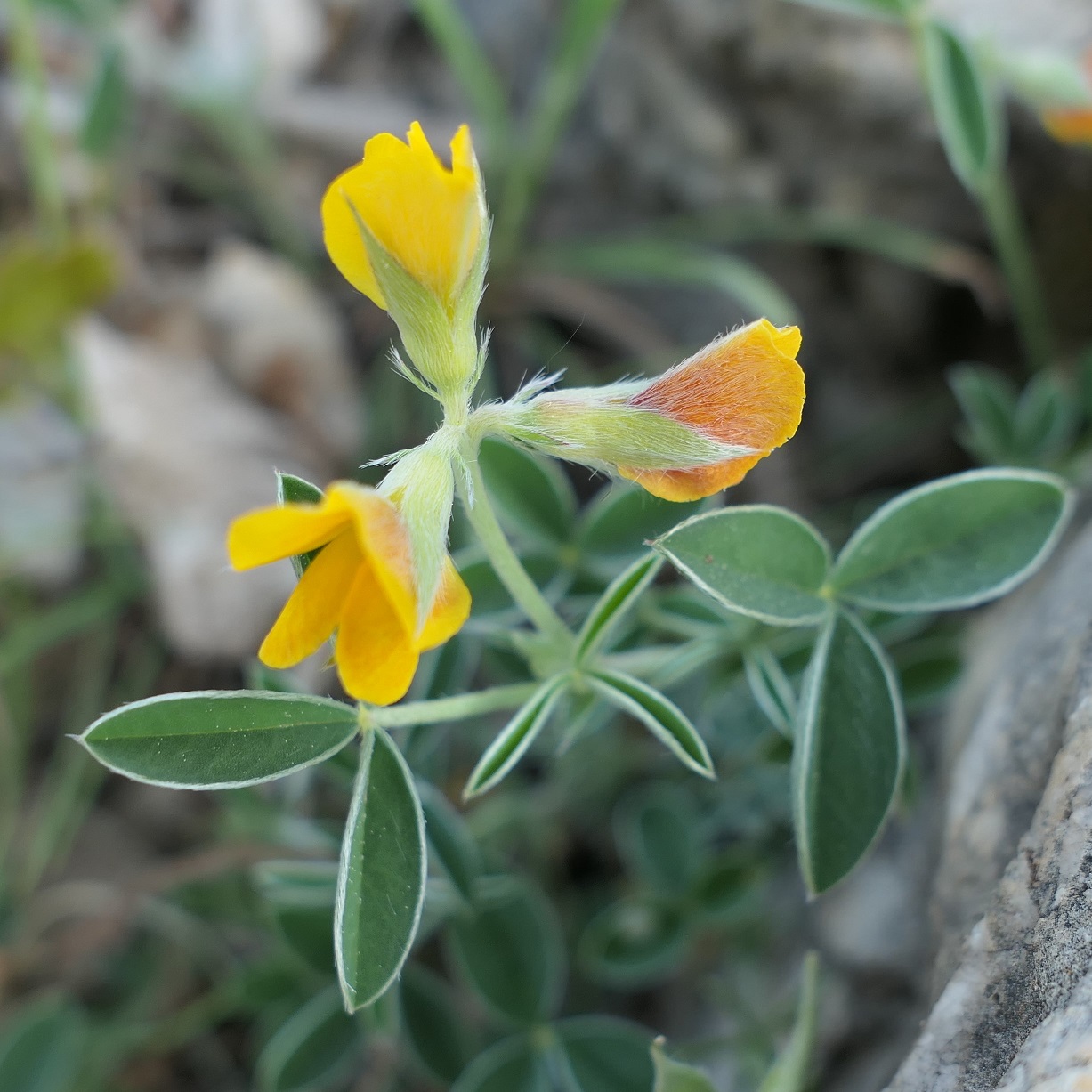 Annexe Argyrolobe.jpg