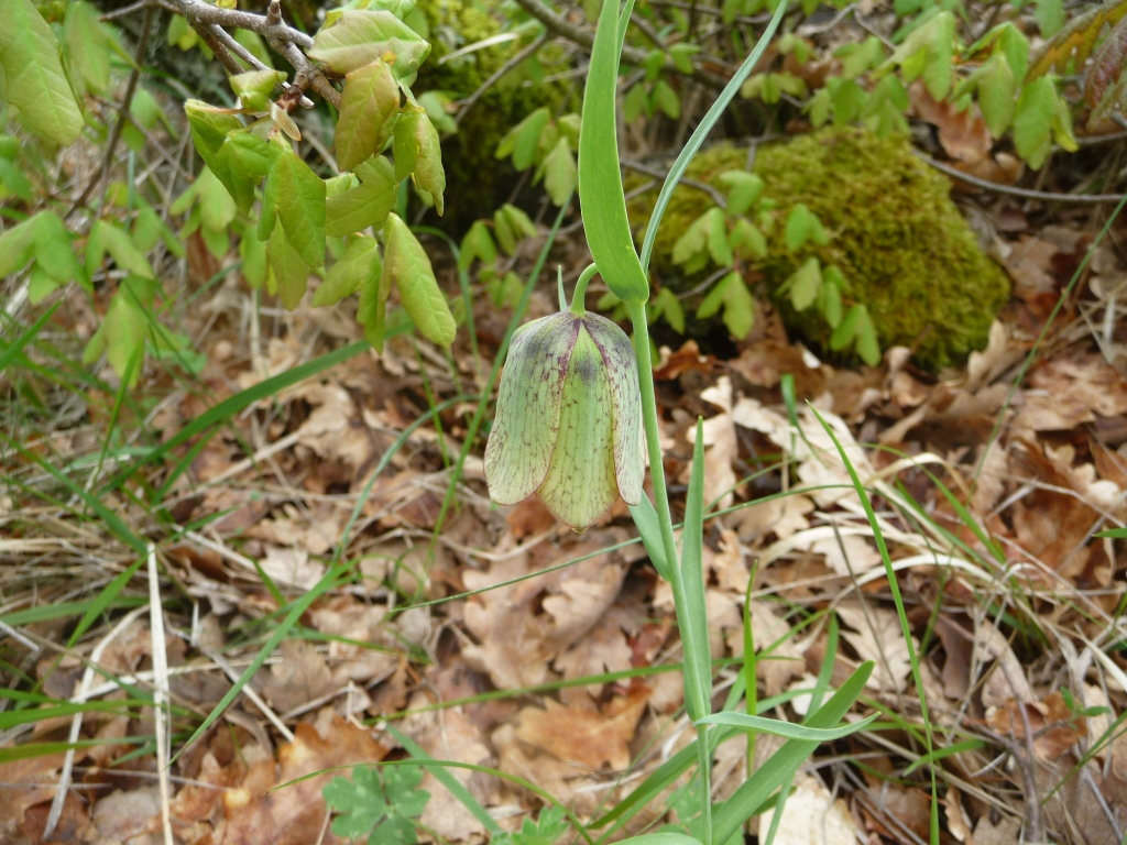 Annexe Fritillaria_involucrata.JPG