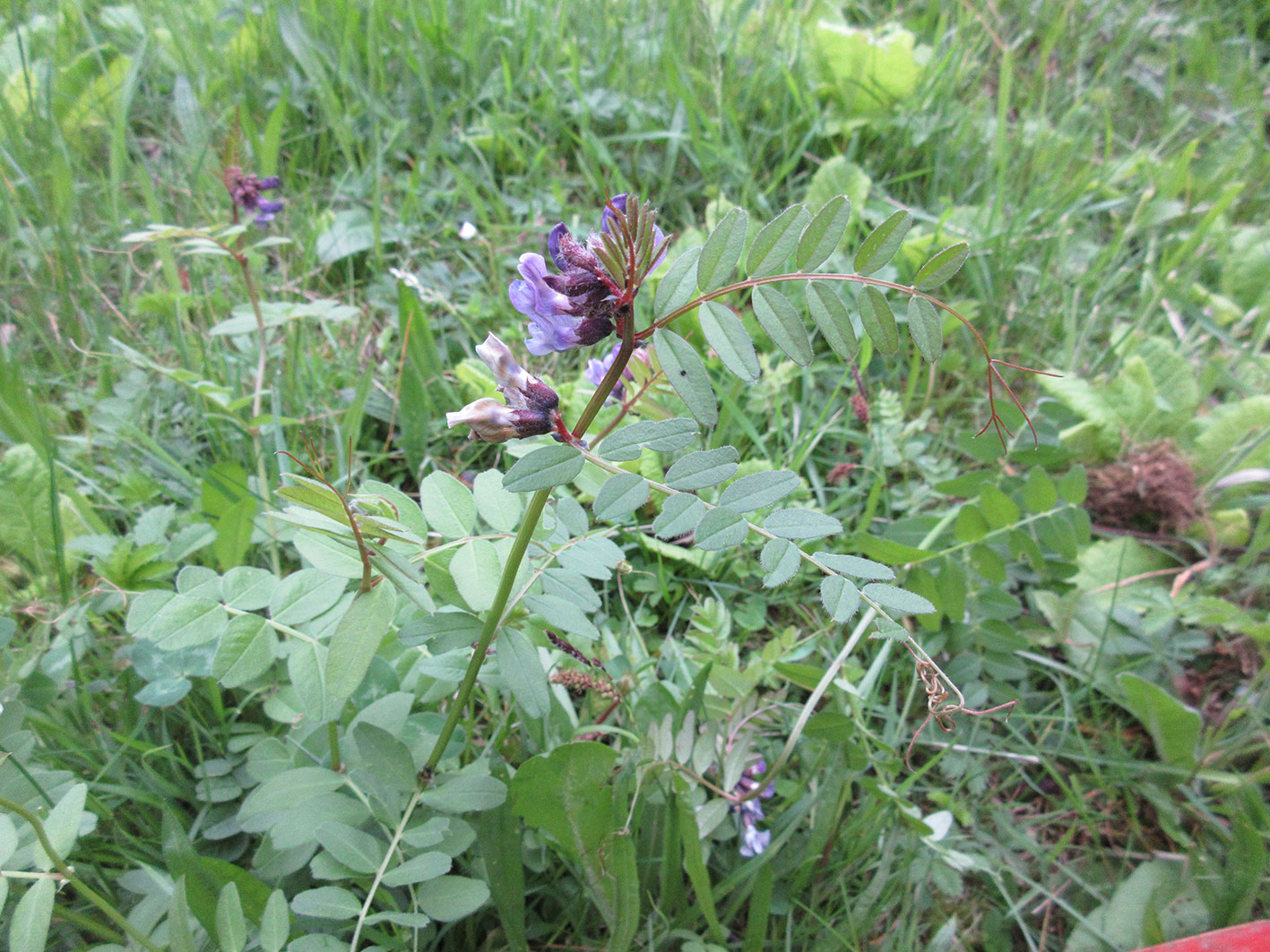 Annexe IMG_0455opt.jpg