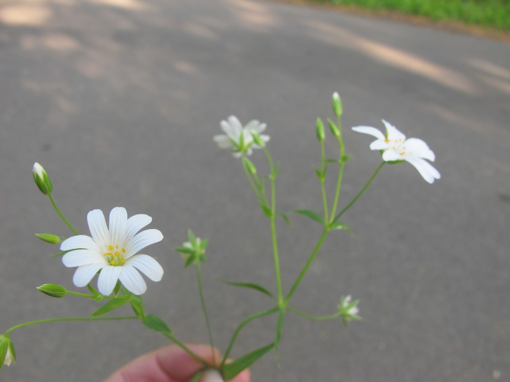 Annexe Stellaire.JPG