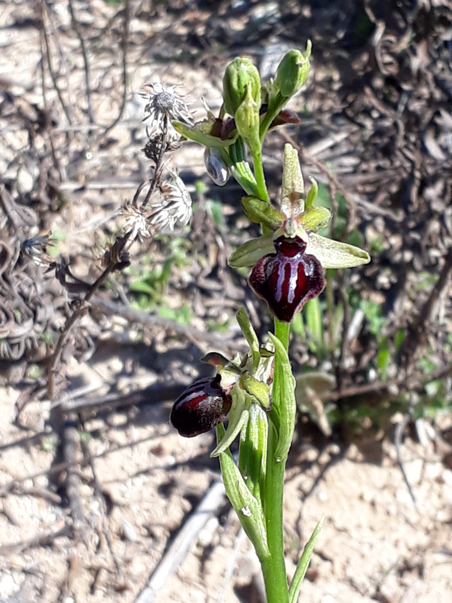 Annexe 20180422_105042_resized.jpg