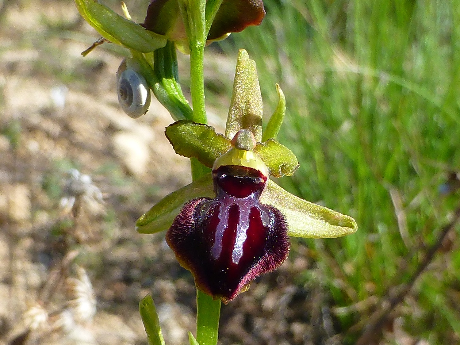 Annexe L1040542 ophrys.jpg