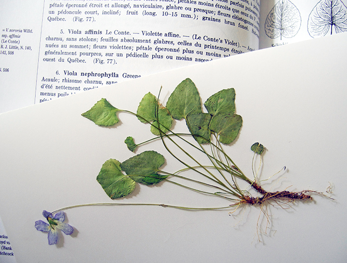 Annexe Viola affinis.jpg