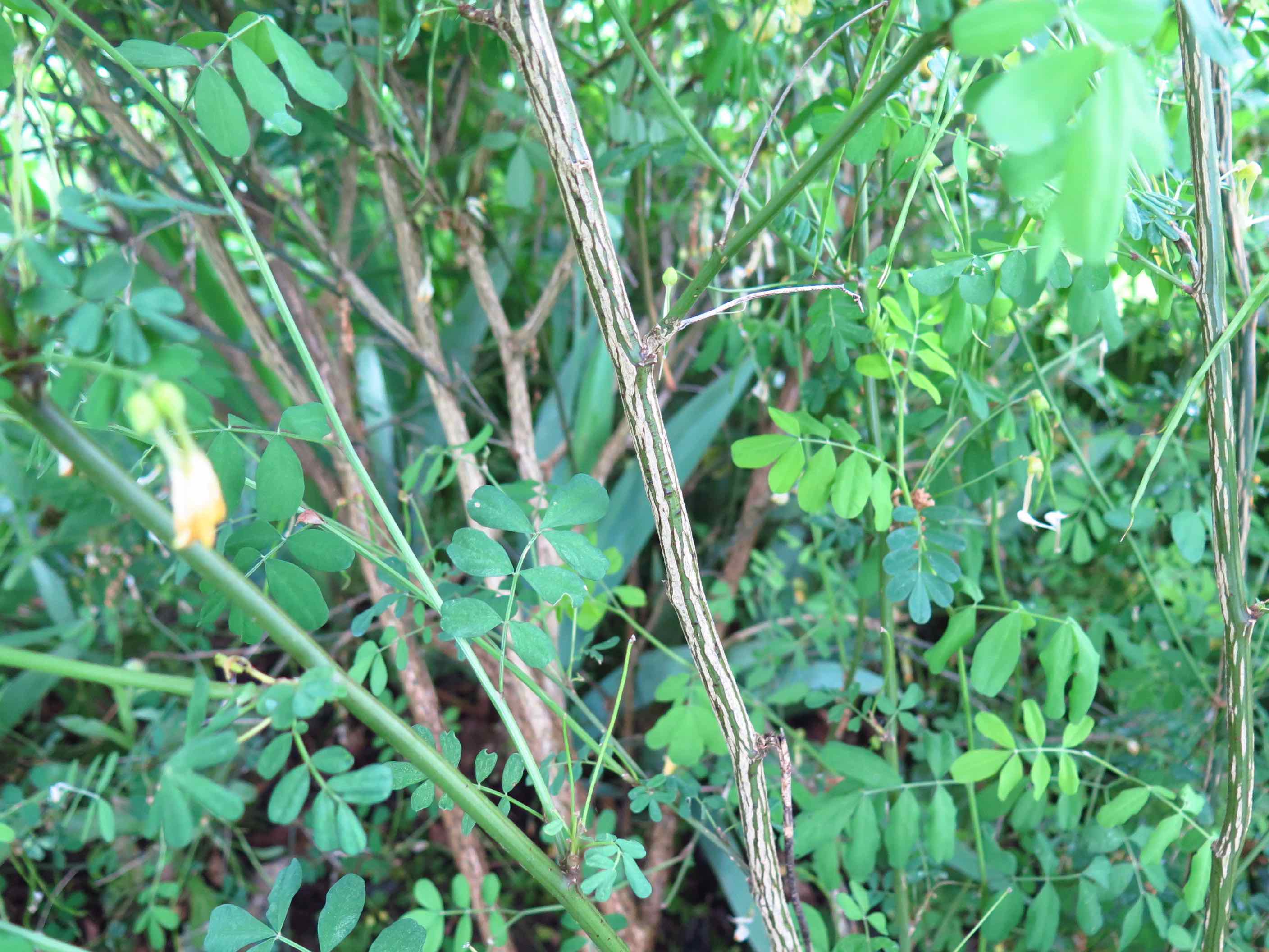 Annexe tige et feuilles.jpg