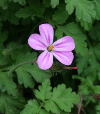 Annexe fleur de face.PNG