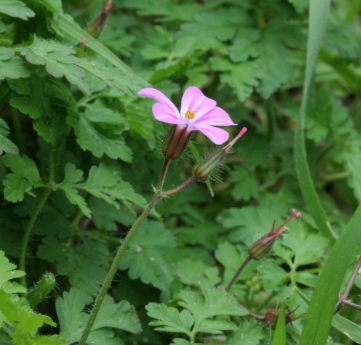 Annexe fleur de profil.PNG